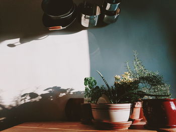 Close-up of potted plant on table