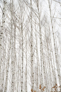 Bare trees in forest during winter