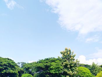 Low angle view of trees against sky