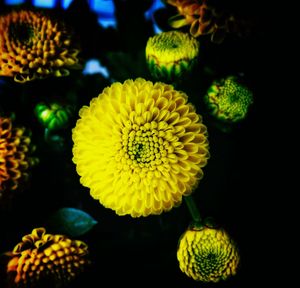 Close-up of yellow flowers