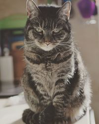 Close-up portrait of tabby cat at home