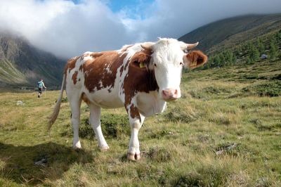 Cows standing in a field