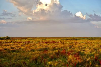 Scenic view of field against sky