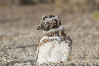 Close-up of penguin at beach