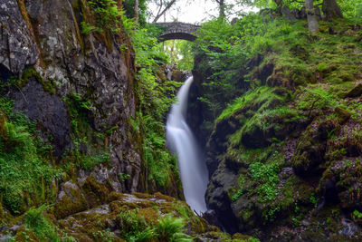 Scenic view of waterfall in forest