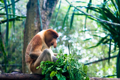 Side view of proboscis monkey on branch