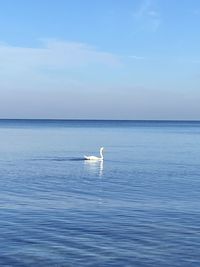 View of birds in sea against sky