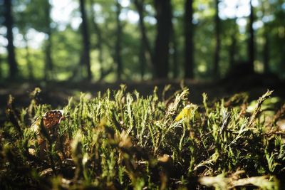 Close-up of grass growing in forest