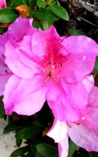 Close-up of pink flowers