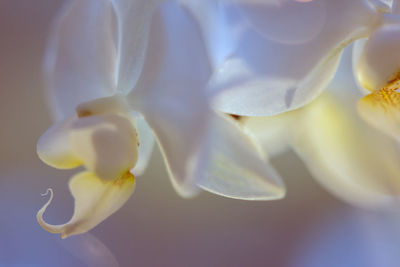 Close-up of flower against blurred background