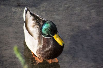 High angle view of a bird