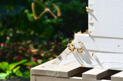 Close-up of white flowers against building