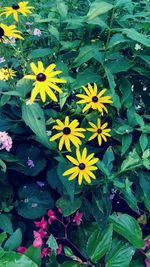 High angle view of flowering plant