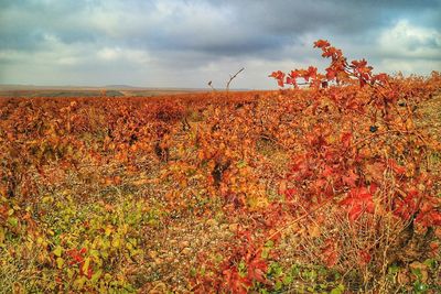 Plants growing on field against cloudy sky