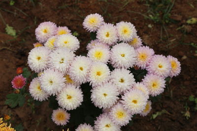 Close-up of yellow flowers