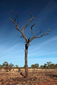 Dead tree on field against sky