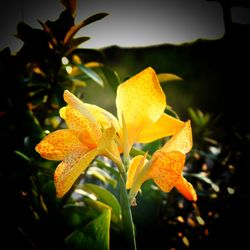 Close-up of yellow flower blooming outdoors