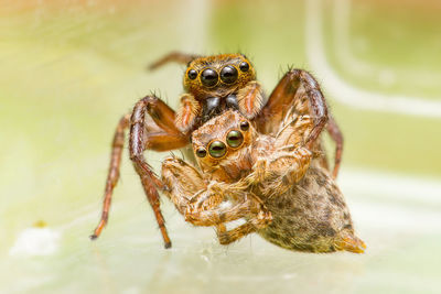 Close-up of spider