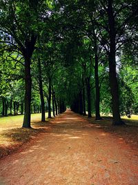 Walkway amidst trees against sky