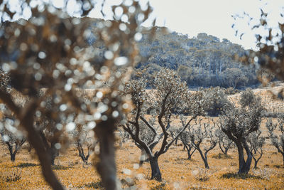 Island walking through the olive groves and the vineyards