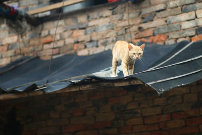 The cat sitting on the beam