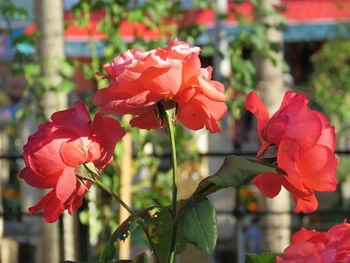 Close-up of red flowering plant