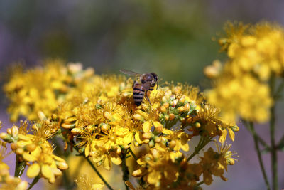 Close-up of insect on yellow flower