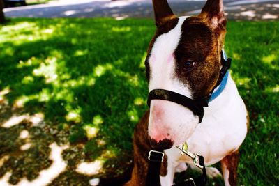 Close-up of bull terrier on grassy field