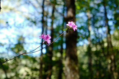 Close-up of pink flowering plant