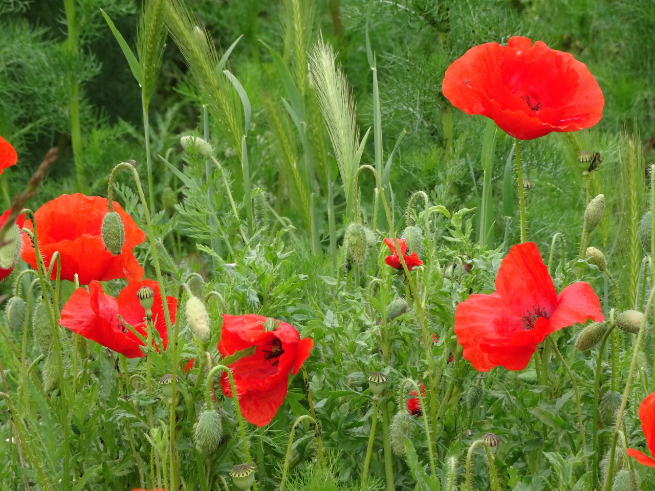 CLOSE-UP OF RED POPPIES ON FIELD