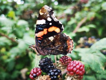 Close-up of butterfly