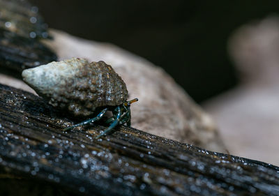 Close-up of lizard on rock