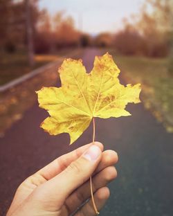 Close-up of hand holding maple leaf