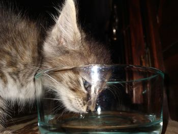 Close-up of cat drinking glass on table