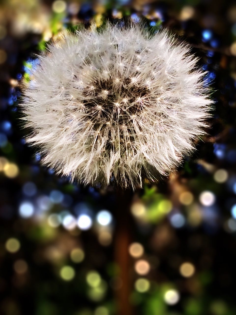 dandelion, flower, fragility, flower head, close-up, freshness, growth, white color, beauty in nature, focus on foreground, nature, single flower, softness, dandelion seed, uncultivated, white, selective focus, wildflower, outdoors, in bloom