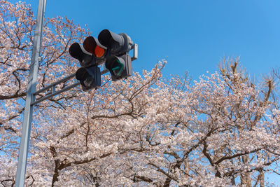 Traffic light the yellow light with cherry blossoms, tokyo, japan.