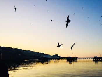 Silhouette birds flying over river against clear sky