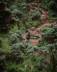 High angle view of man riding motorcycle in forest