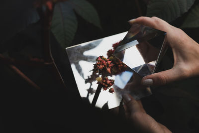 Cropped hands of woman holding prism against flowering plant