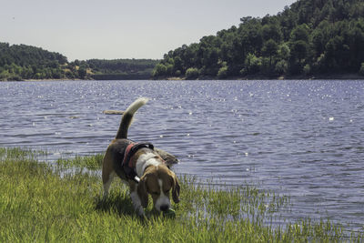 Dog in a lake