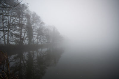 Trees in foggy weather