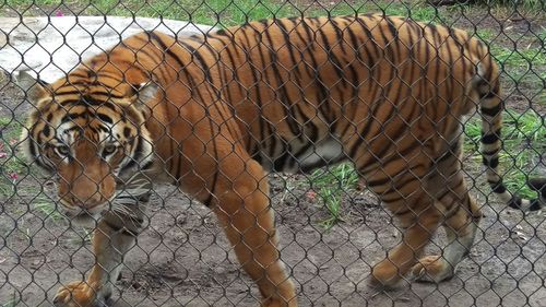 Close-up of painting on wall