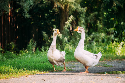 Ducks on a field