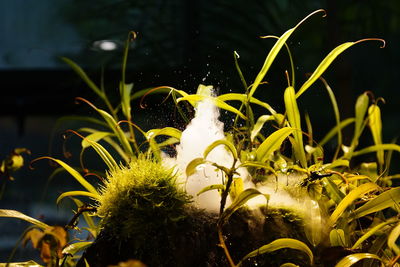 Close-up of caterpillar on plant at night