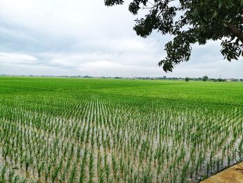 Scenic view of agricultural field against sky