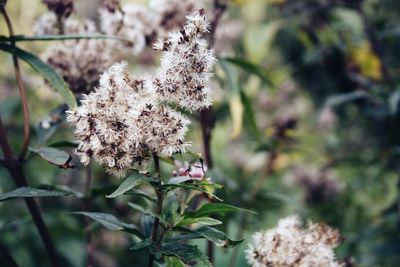 Close-up of wilted flower tree