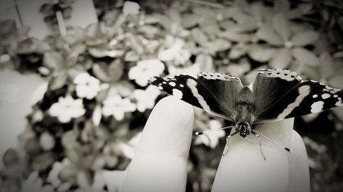 Close-up of flowers on branch