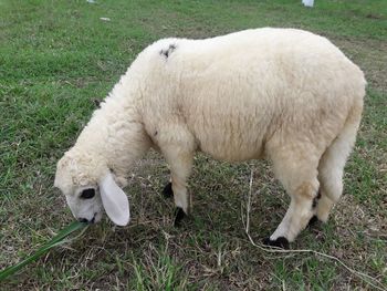 Sheep grazing in a field