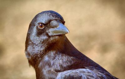 Close-up of raven