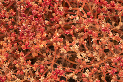 Full frame shot of red flowering plants